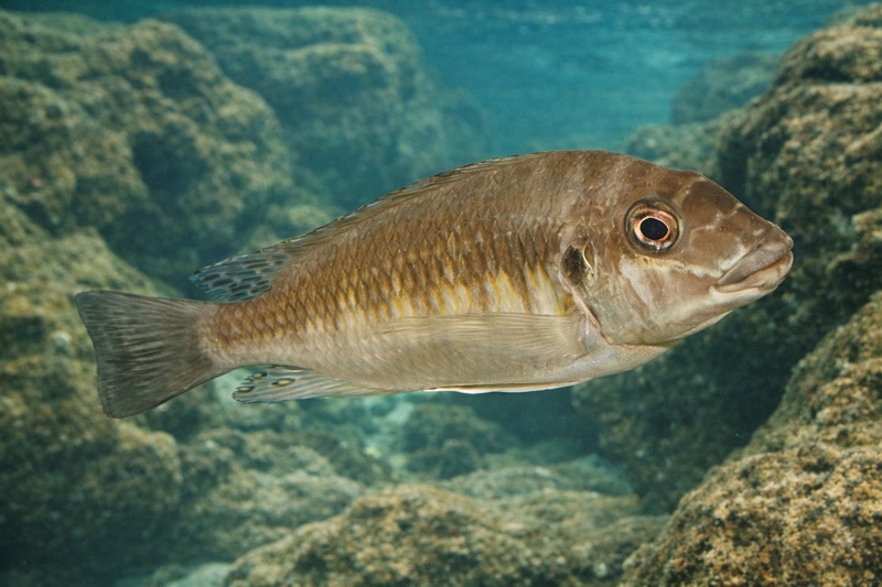 Petrochromis sp. 'orthognathus ikola' Cape Mpimbwe